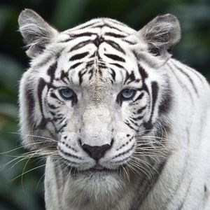 Meet your Posher, Devin